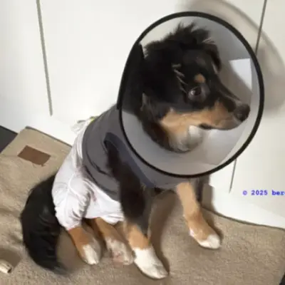 Wenn beim Rüden die Hoden nicht absteigen